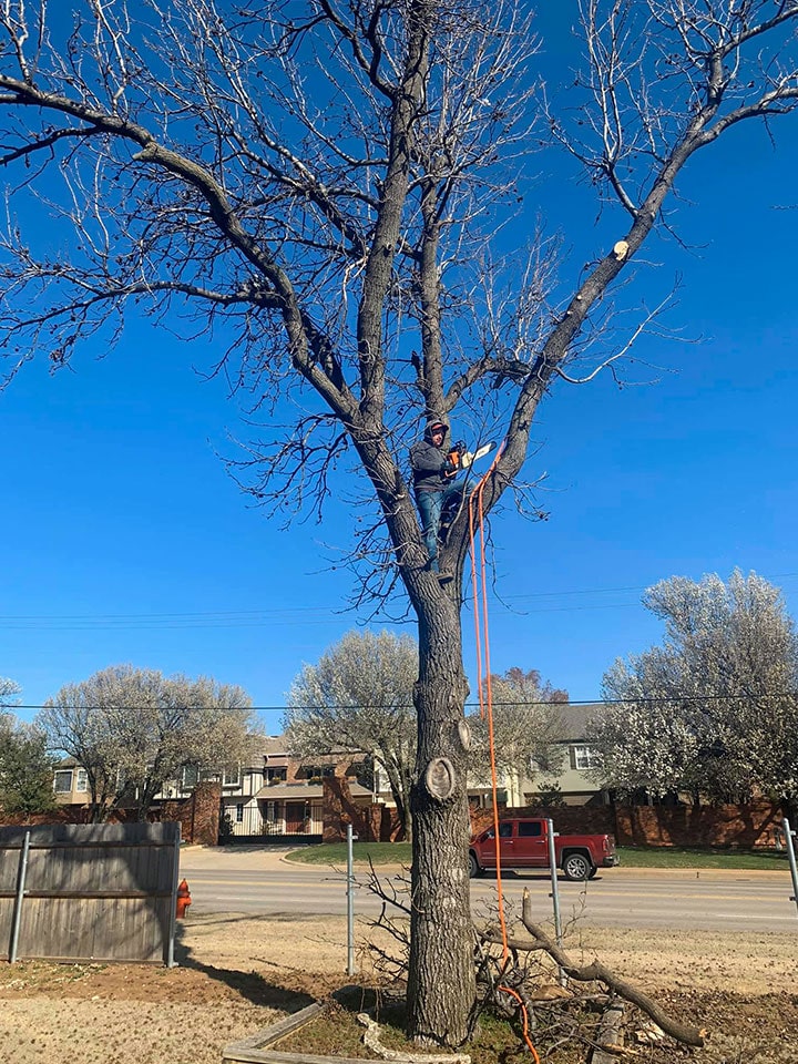 Tree removal in process by Star Lawn Care of Edmond Oklahoma