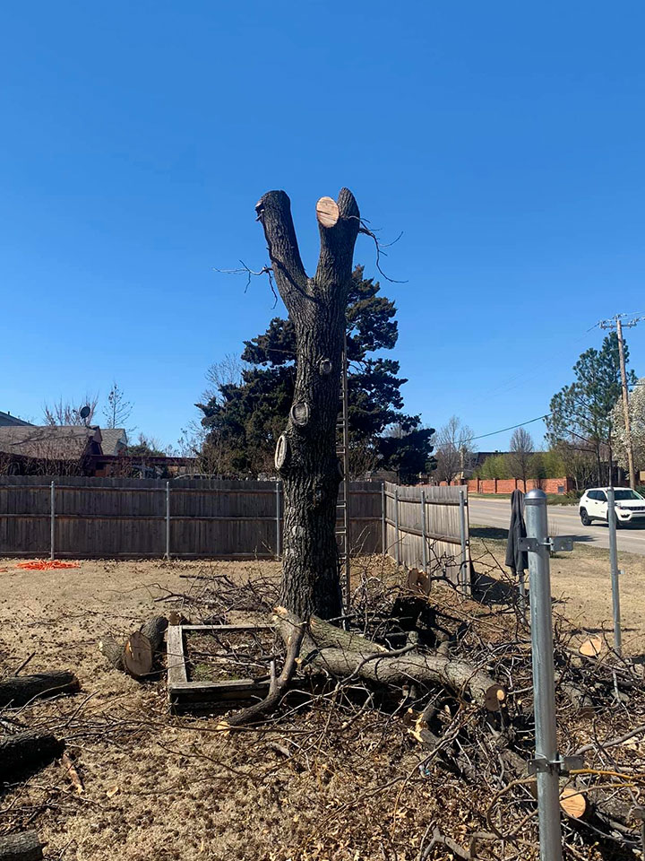 Tree removal by Star Lawn Care of Edmond Oklahoma
