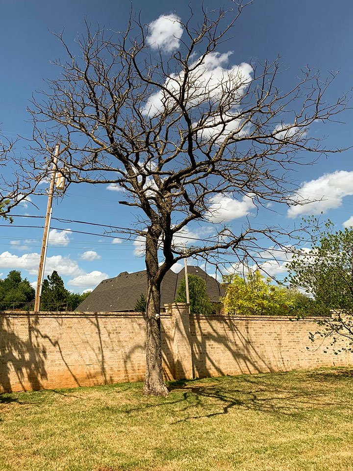 Dead tree removal service by Star Lawn Care Edmond Oklahoma