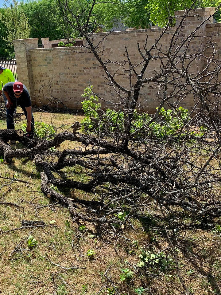 Tree removal service being performed by Star Lawn Care of Edmond Oklahoma